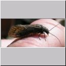 Sialis lutaria - Schlammfliege 02.jpg